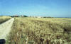 Campo di grano e panorama da Montelupino