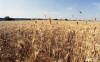 Campo di grano in contrada Montelupino, in lontananza si intravede il paese di Genzano di Lucania